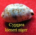 Cypraea kieneri depriesteri, Schilder 1933